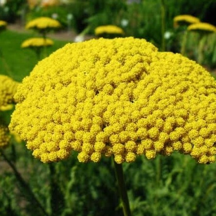 Yarrow