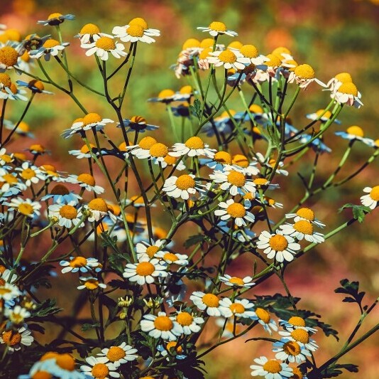 Wild herbs